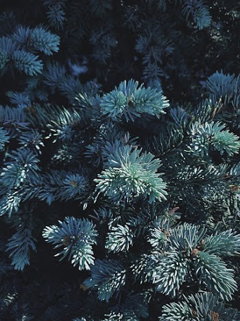 Close View of Green Pine Tree