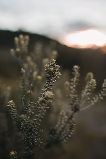 Close View of Plant