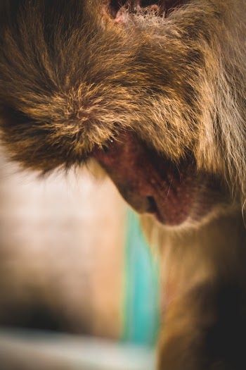 Close View of Primate's Face