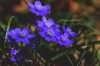 Close View of Purple Flowers
