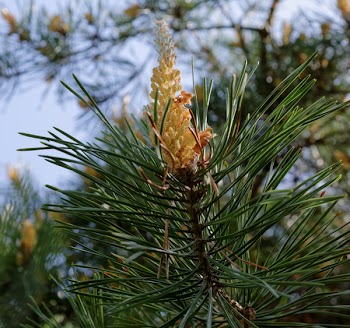 Close View of Yellow Flowering Tree