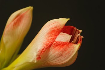 Closed Flower Head