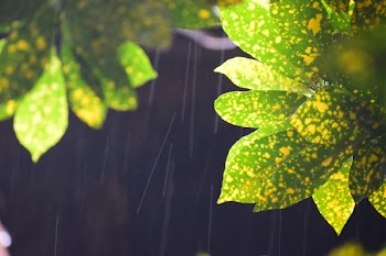 Closed Up Photo of Green and Yellow Croton Plant