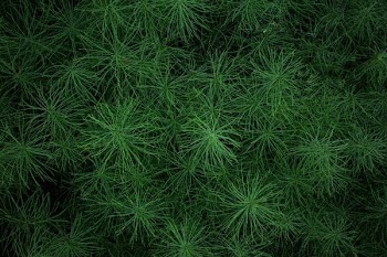 closed up photo of green leafed plant