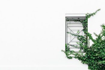 closed window near tree