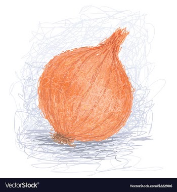 Closeup of a fresh orange onion bulb vector image