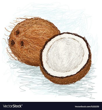 Closeup of a half and whole coconut vector image