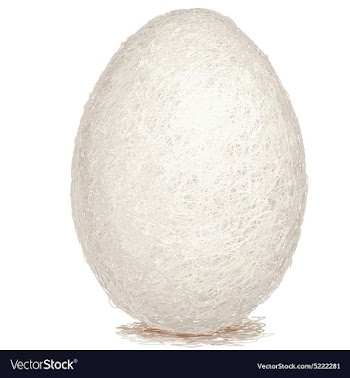 Closeup of a raw white chicken egg isolated vector image