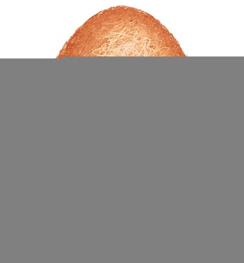 Closeup of a raw white chicken egg isolated vector image