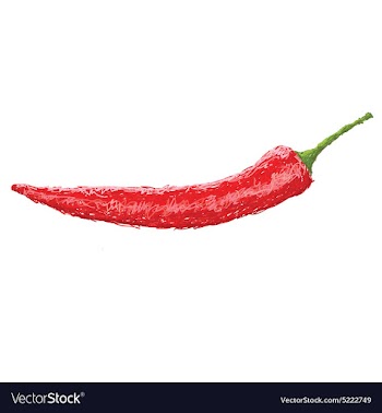 Closeup of a red hot chili pepper isolated in vector image