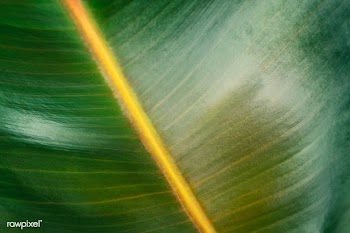 Closeup of a rubber plant leaf background | Free  photo - 2229464