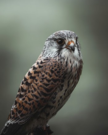Closeup of a wild hawk | Free Photo - rawpixel