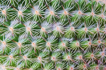 Closeup of cactus plant wallpaper | Free stock vector - 412590