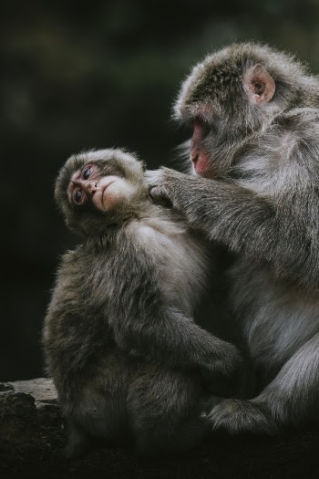 Closeup of Chinese mountain monkeys | Free Photo - rawpixel