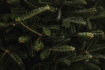 Closeup of Christmas pine fir | Free Photo - rawpixel