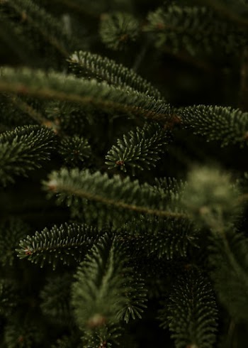 Closeup of Christmas tree, green | Free Photo - rawpixel