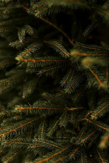 Closeup of Christmas tree, green | Free Photo - rawpixel