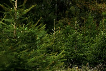 Closeup of Christmas tree, green | Free Photo - rawpixel
