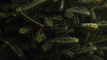 Closeup of Christmas tree, green | Free Photo - rawpixel