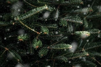 Closeup of Christmas tree, green | Free Photo - rawpixel