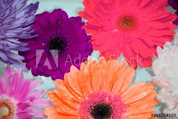 Closeup of colorful flowers floating on water background