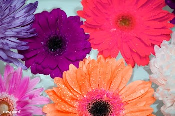 Closeup of colorful flowers floating on water | Free stock vector - 412492
