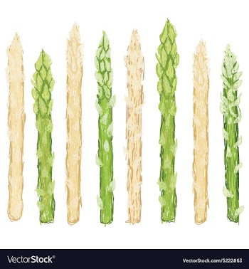 Closeup of fresh green and white asparagus raw vector image