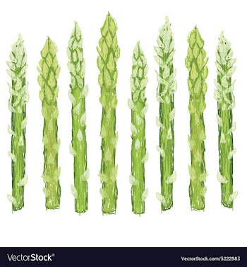 Closeup of fresh green asparagus vegetable vector image