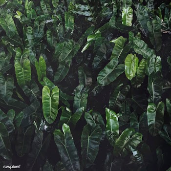 Closeup of green leaf background | Free stock vector - 412493