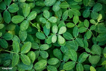 Closeup of green leaf background | Free stock vector - 412531