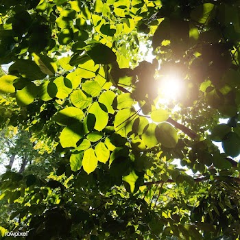 Closeup of green leaves and sunlight | Free stock vector - 412553