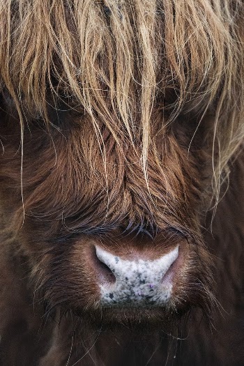 Closeup of hairy Scottish Highland | Free Photo - rawpixel