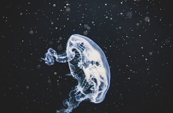 Closeup of Jellyfish