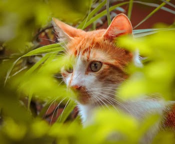Closeup of Orange Tabby Cat