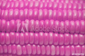Closeup of pink corn textured background