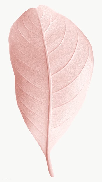 Closeup of pink pastel leaf design element | Free  transparent png - 2362800