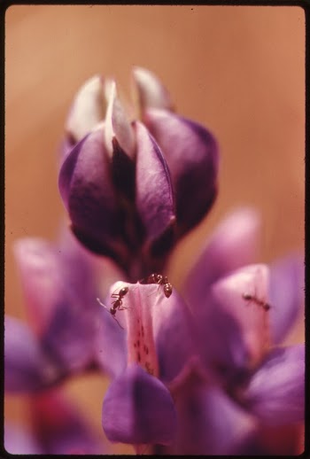 Closeup of plantlife in the Malibu | Free Photo - rawpixel