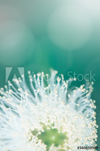 Closeup of pollinated flower