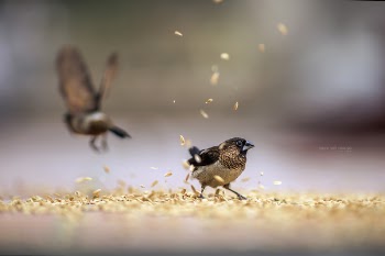 Closeup of sparrow eatting paddy on street