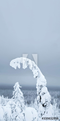 Closeup of spruce branch covered by snow at Riisitunturi National Park, Finland