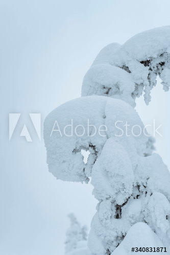 Closeup of spruce branch covered by snow at Riisitunturi National Park, Finland