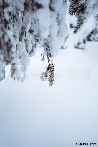 Closeup of spruce trees covered by snow at Riisitunturi National Park, Finland