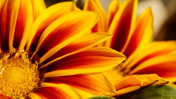 Closeup of Two Yellow Flowers