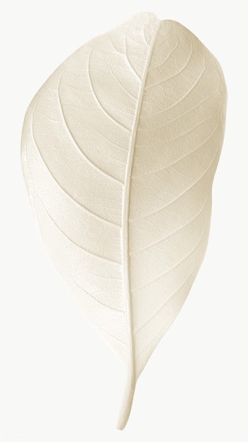 Closeup of white leaf design element | Free  transparent png - 2362791