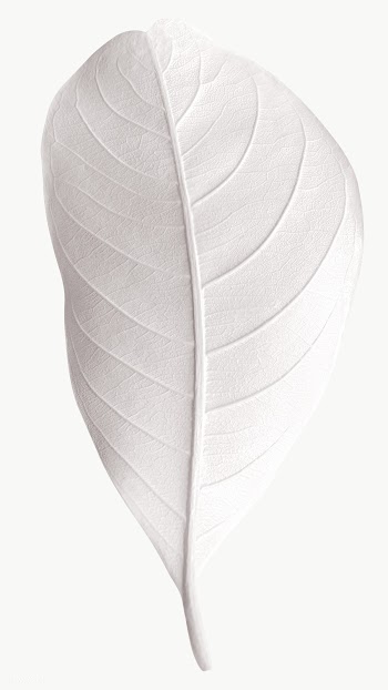 Closeup of white leaf design element | Free  transparent png - 2362796