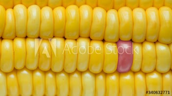 Closeup of yellow corn textured background
