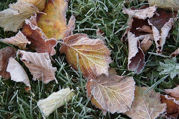 Closeup on frost covered leaves. | Free Photo - rawpixel