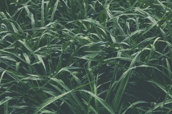 Closeup Photo of a Green Grass Field