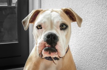 Closeup Photo of Adult White and Tan American Bulldog Near Wall