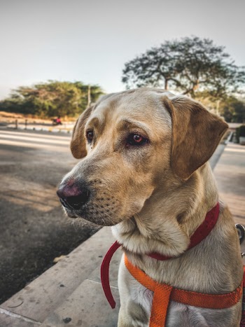 Closeup Photo of Adult Yellow Labrador Retriever